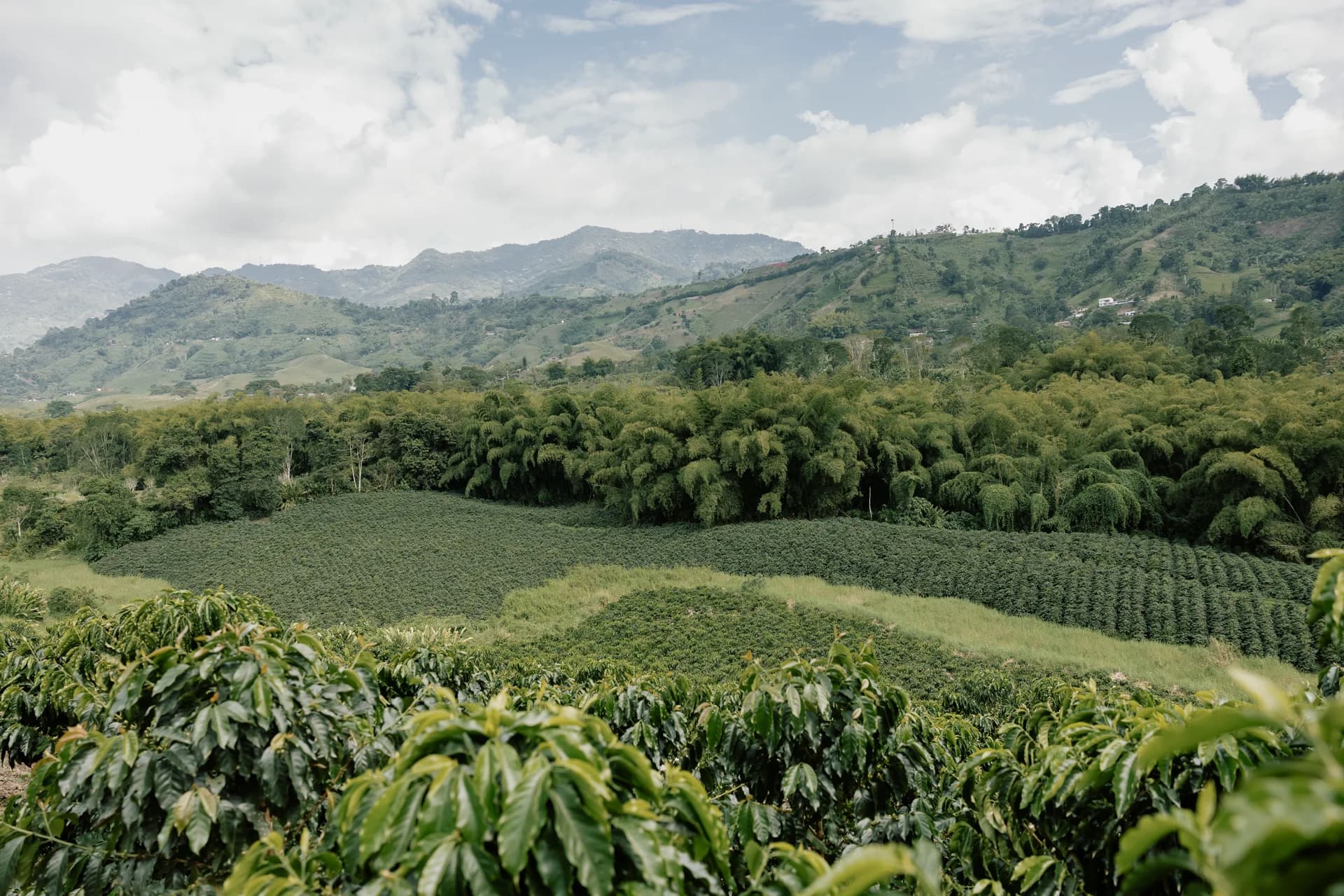 Cafetal Catleya — Combia, Risaralda